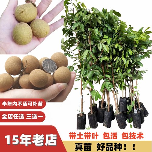 龙眼大树核小肉厚果树32号石硖大果储良四季密龙眼树当年结果嫁接