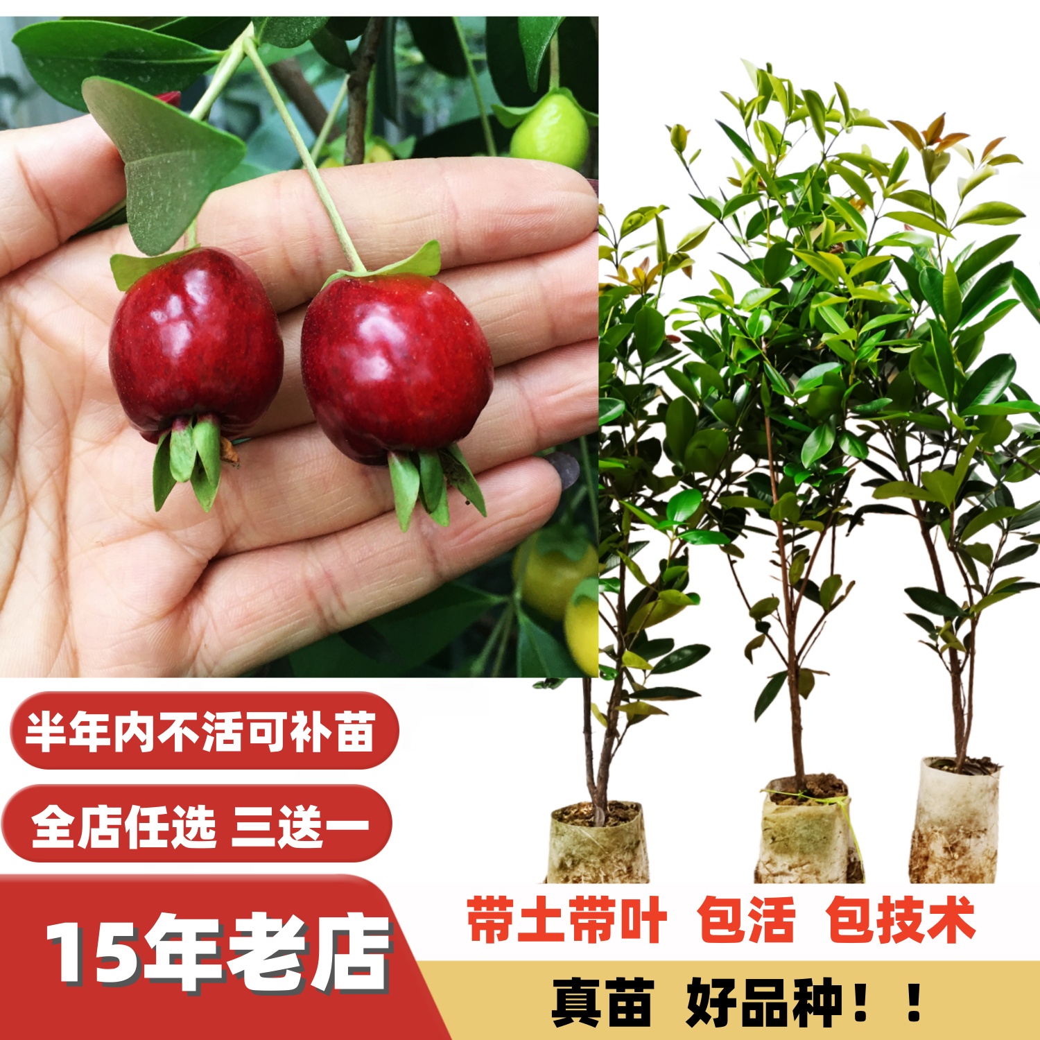 高档水果大果黑玫瑰巴西樱桃树苗