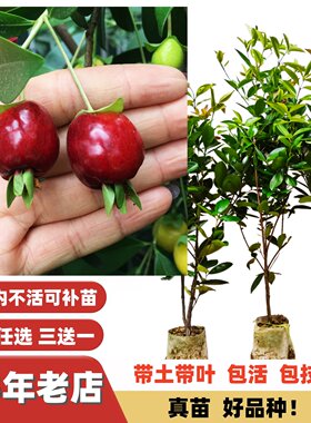高档水果大果黑玫瑰巴西樱桃树苗