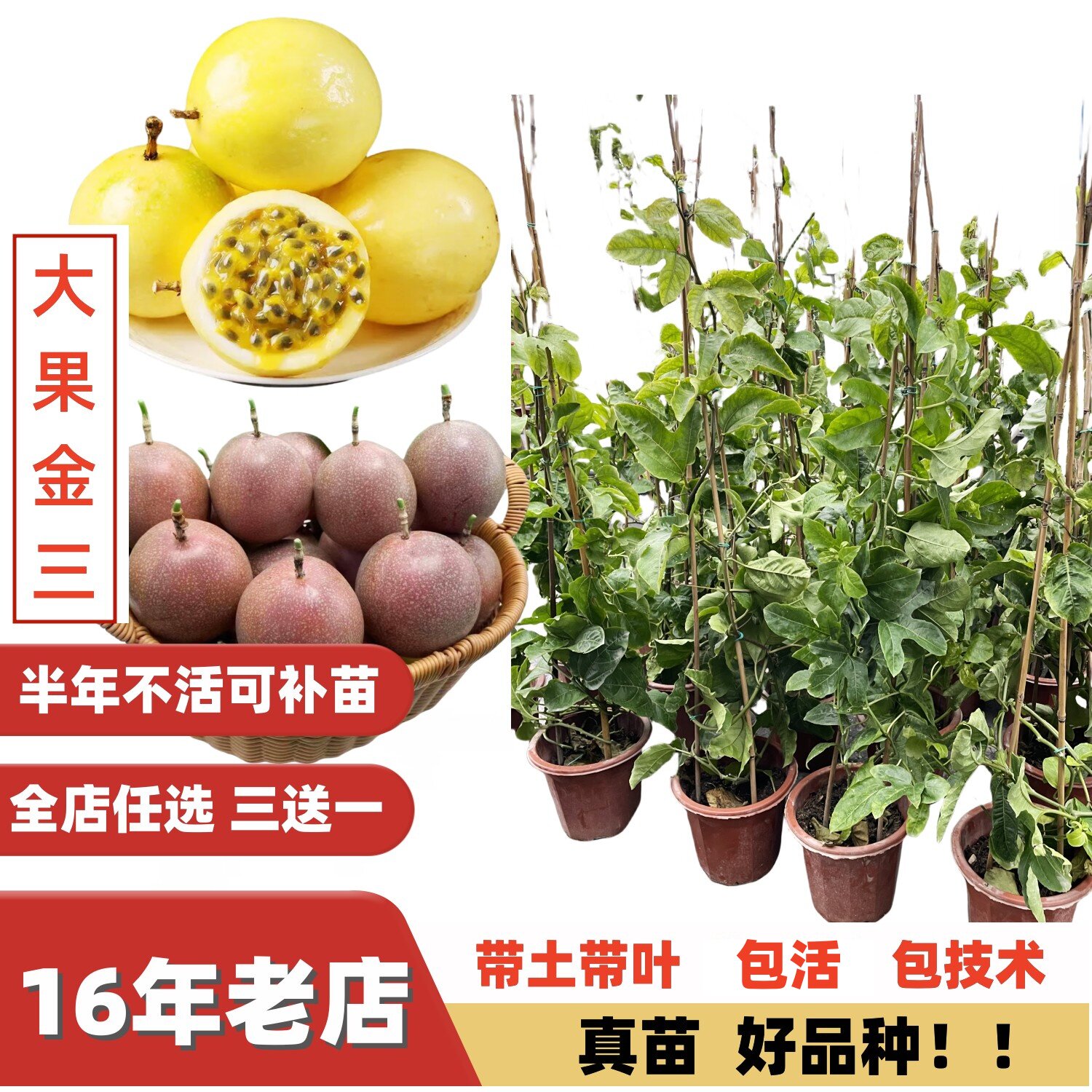 新巨无霸金三号钦蜜九号百香果苗图片