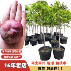 新品种峰糖李子苗特大果早熟晚熟钱排银妃三华李嫁接苗南方北方