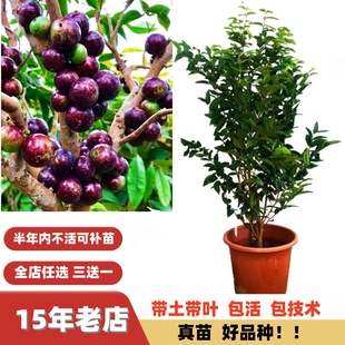 一物一拍 大苗多季开花当年结果树葡萄艾斯卡嘉宝果树苗盆栽地栽