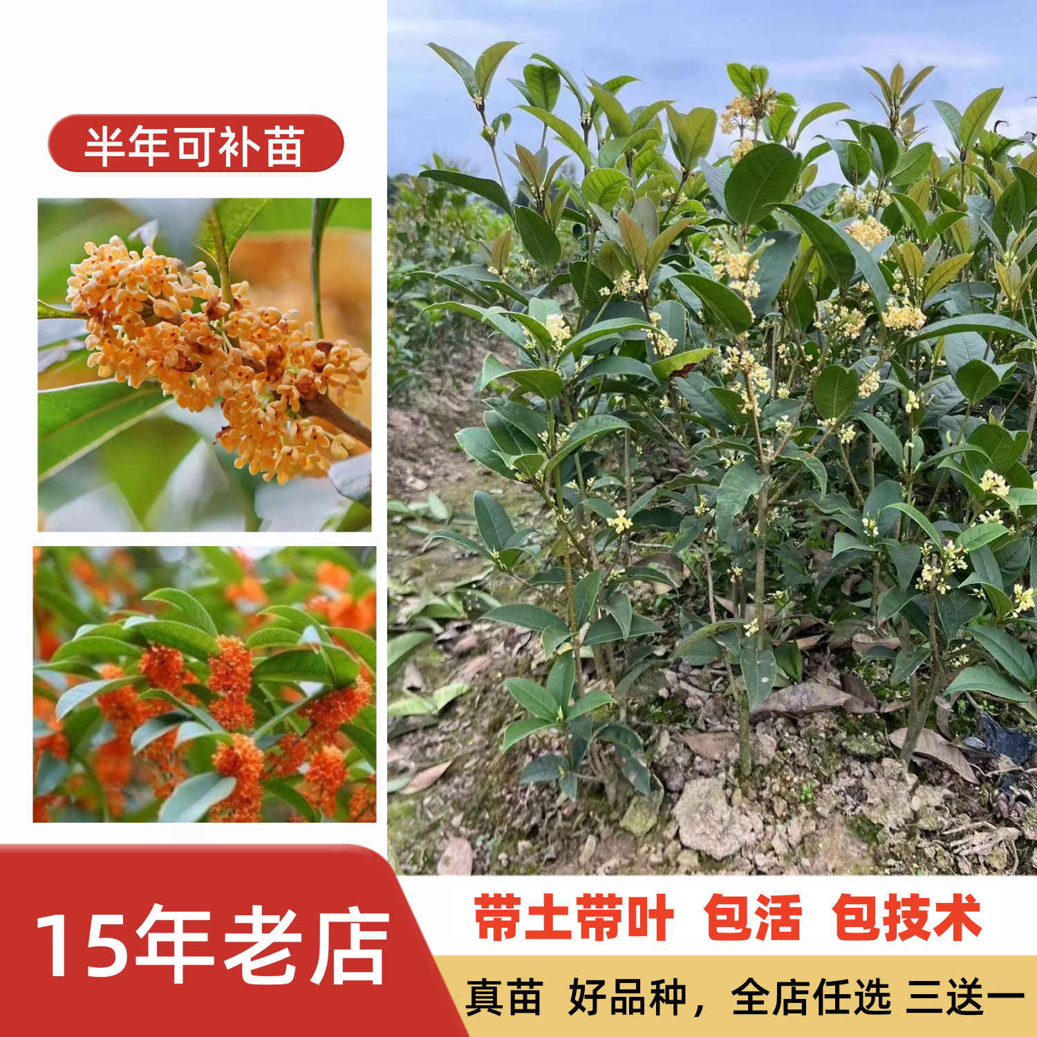 特大桂花天香台阁状元红南方北方结子桂天香台阁丹桂花大树苗大苗