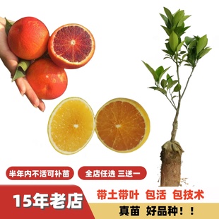 新奇士脐橙廉江红橙甜橙红江橙子苗血橙手剥橙果树嫁接苗南方北方