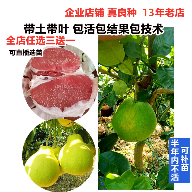 新品种沙田柚泰国三红宝石柚子苗