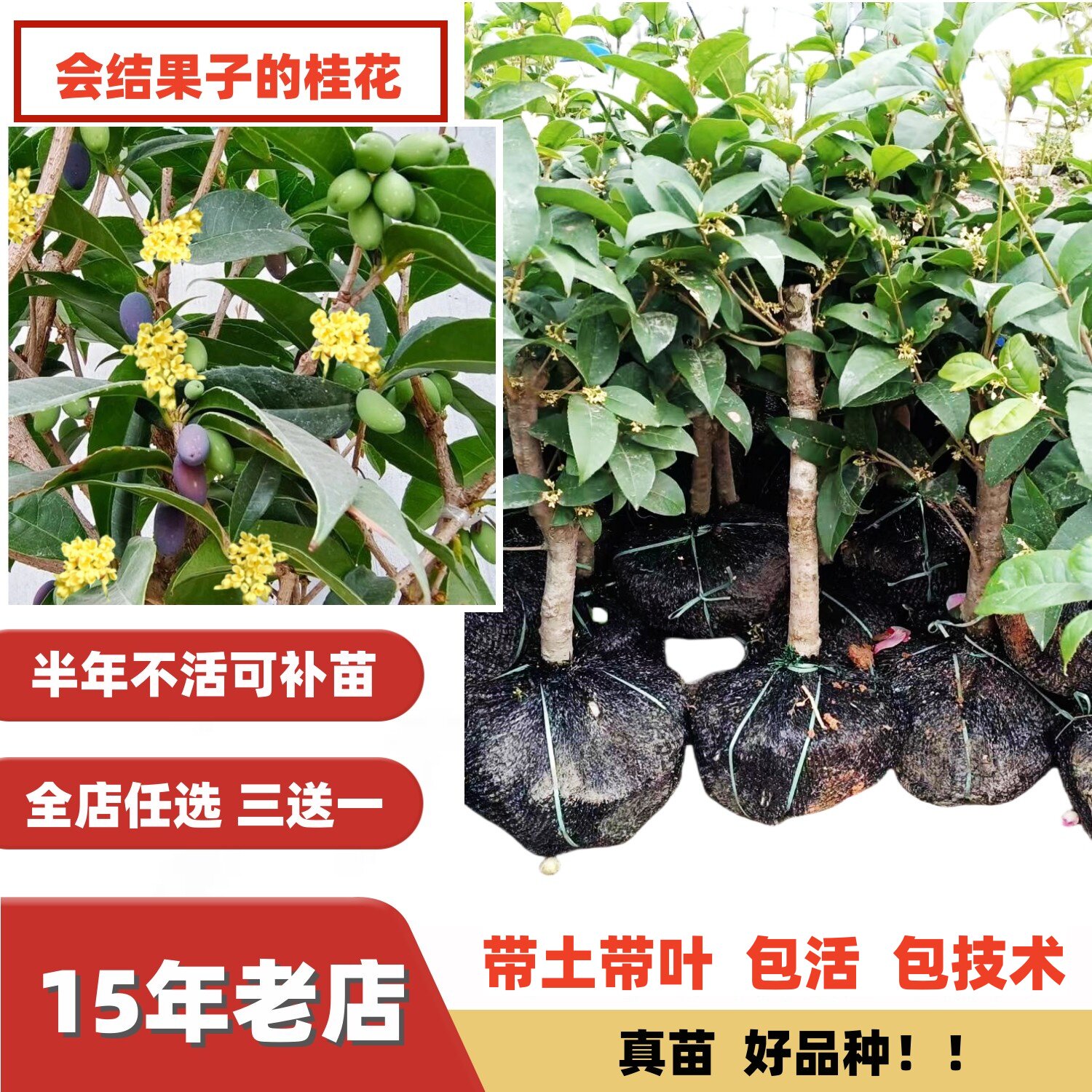 老桩桂花树苗原生结子桂朱砂红桂龙桂九龙桂树苗南方北方盆栽地栽