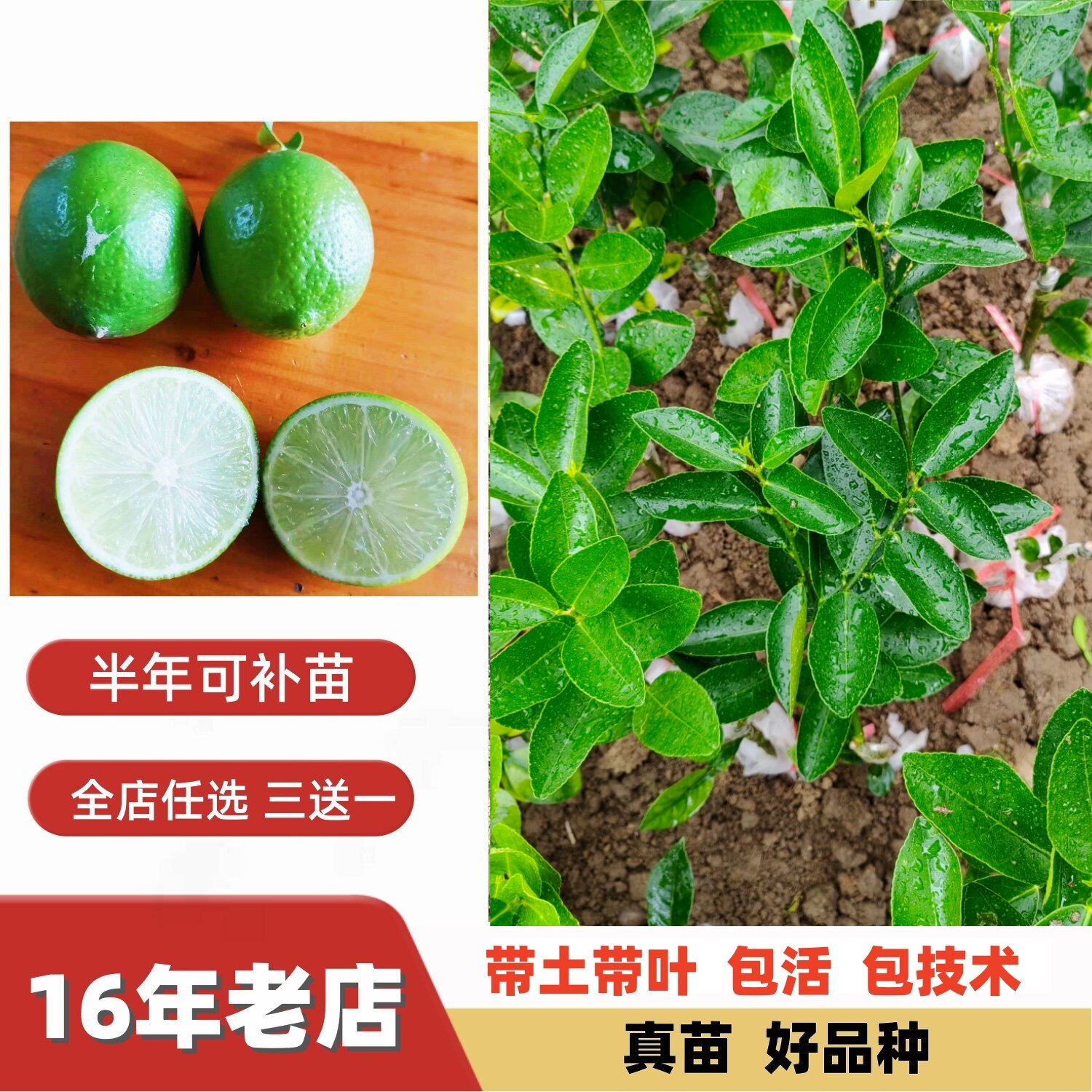 当年结果泰国塔希提柠檬苗四季型