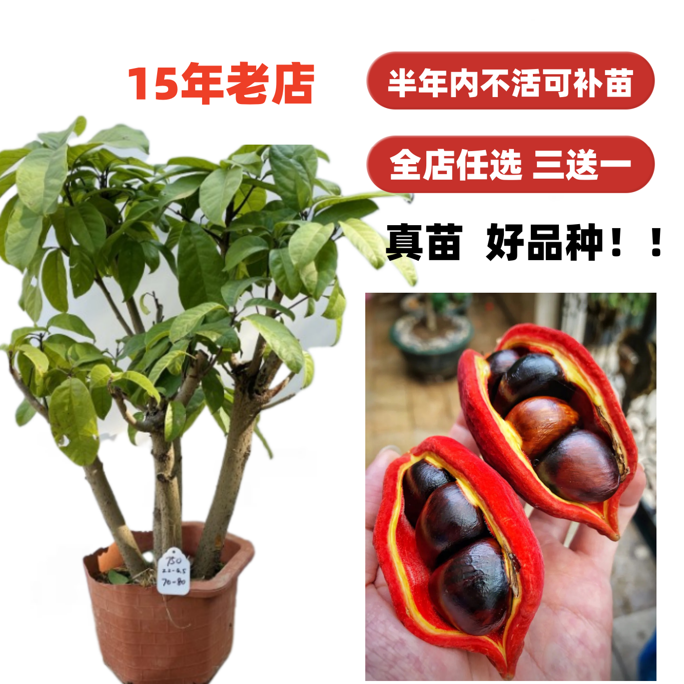 当年结果 富贵子树苗频婆树苗凤眼果萍婆七姐果树苗盆栽地栽南方