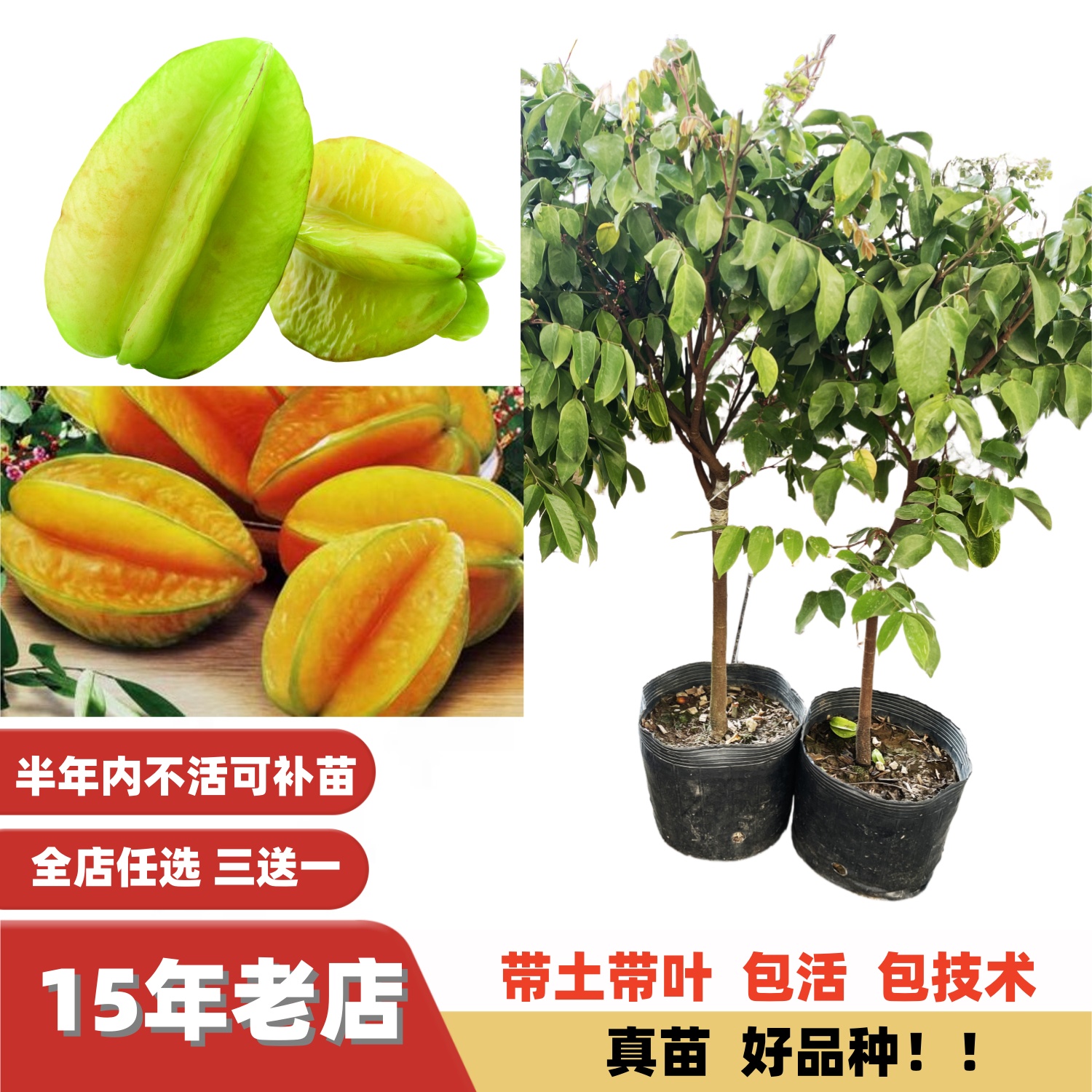 多季结果改良纯甜大果杨桃果树苗