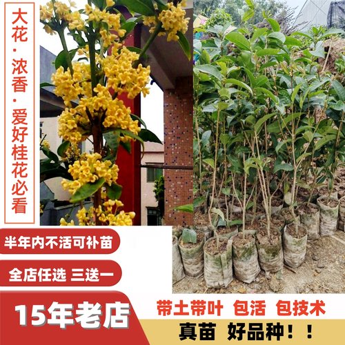 大花浓香红花黄花当年开花桂花苗