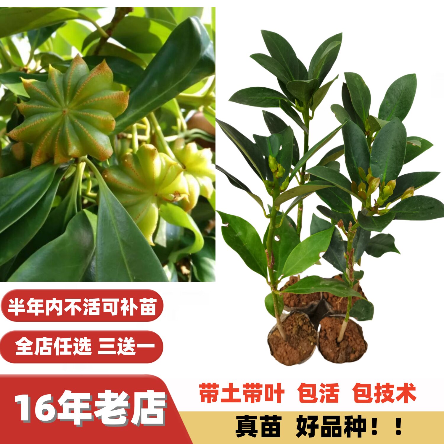 广西改良高产大红八角嫁接苗
