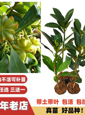 广西改良高产大红八角嫁接苗