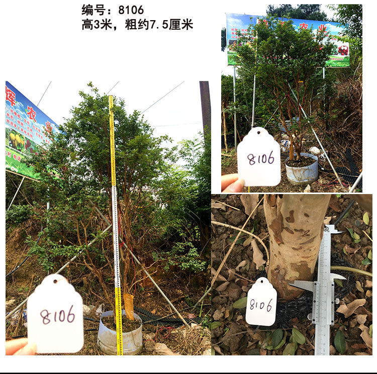 蜜甜高档水果沙巴嘉宝果大树