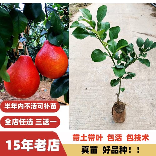 配种香妃柚高甜度暹罗三红柚子苗