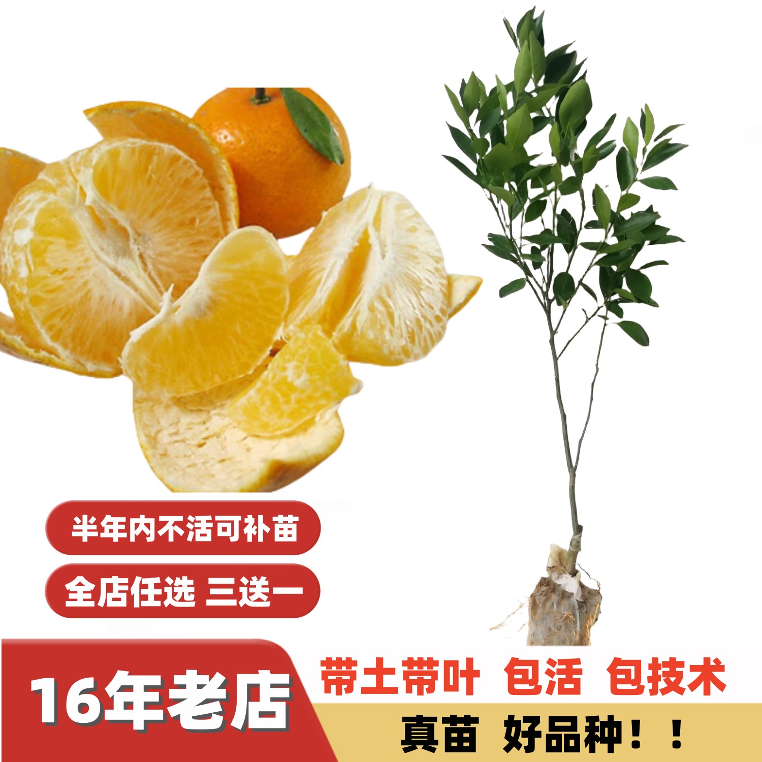 蜜甜化渣配种皇帝柑嫁接果树苗