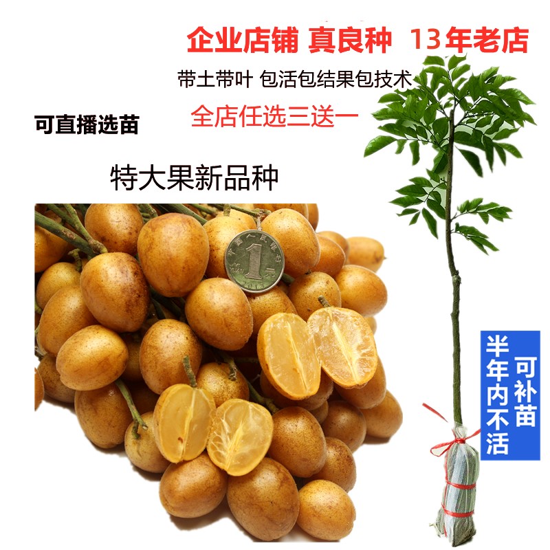 郁南无核黄皮