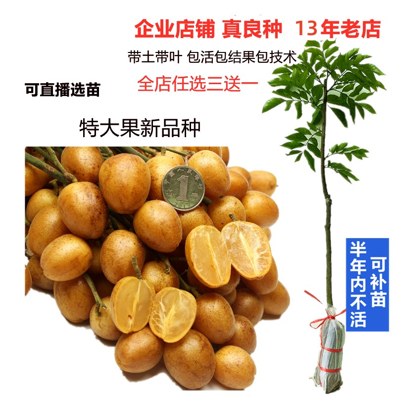 新品种贵妃黑皮大鸡心出世黄皮苗