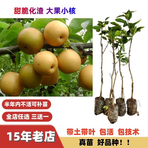 改良配种大果甜脆无渣嫁接梨树苗