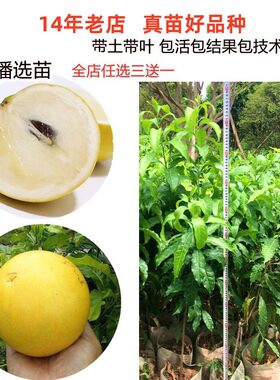 蜜甜白金大果新品种黄晶果树苗