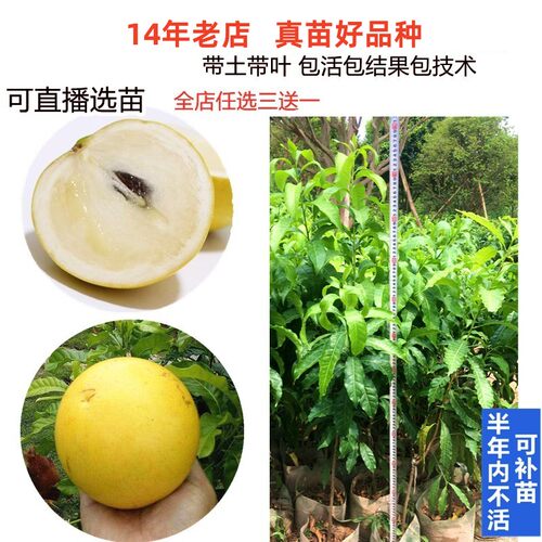 蜜甜白金大果新品种黄晶果树苗