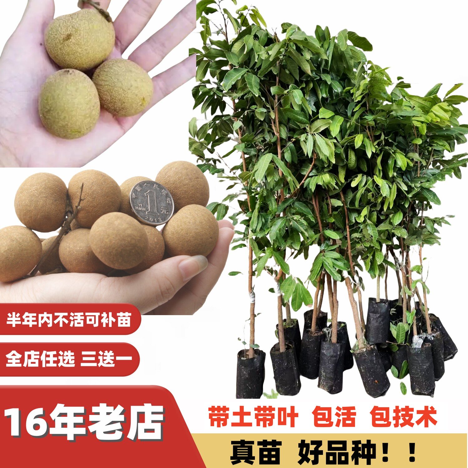 龙眼大树核小肉厚果树32号石硖大果储良四季密龙眼树当年结果嫁接