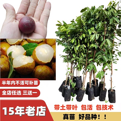 四季蜜龙眼石硖大果小核厚肉树苗