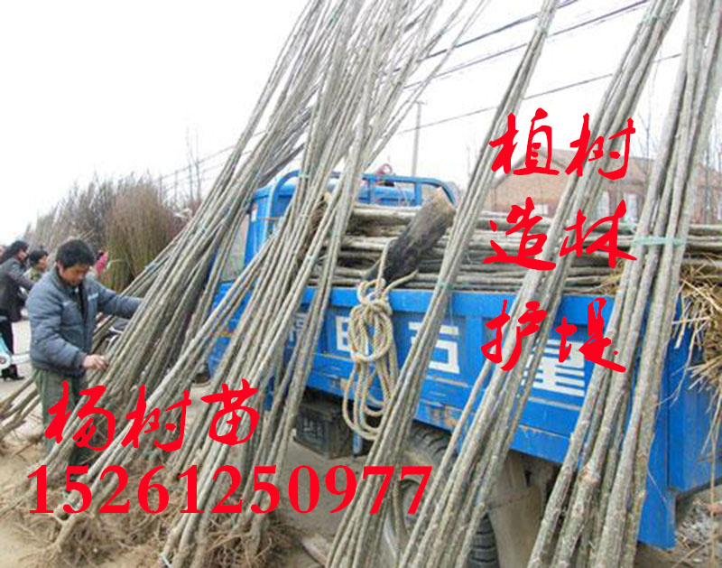 白杨树苗无絮1078速生杨扦插条植树造林河堤道路绿化占地植物包邮