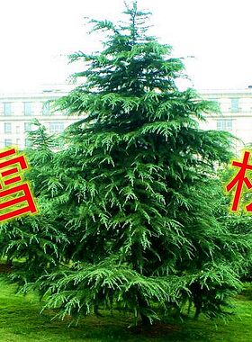 雪松四季常青绿化松柏风景树盆景行道树乔木松树庭院别墅观赏苗木