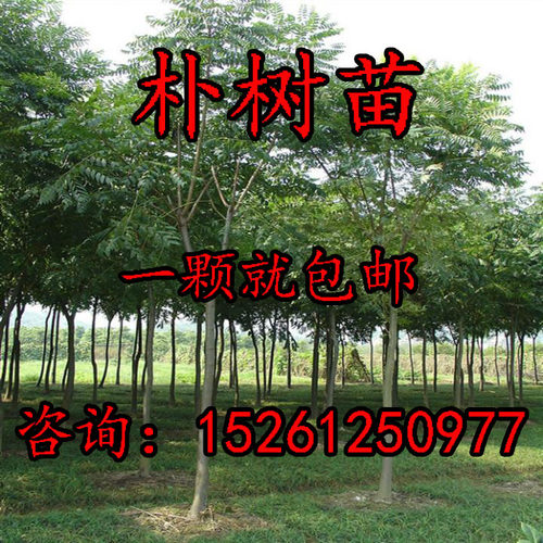 工程绿化苗庭院树苗朴树小苗