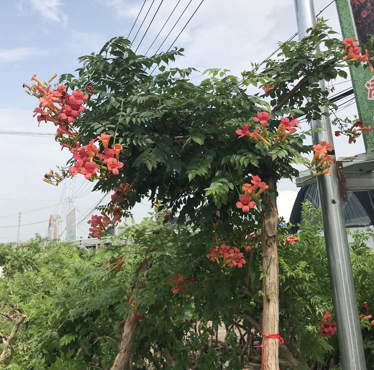 凌霄花苗攀爬庭院植物美国凌霄花苗爬藤植物盆栽地栽凌霄花老桩