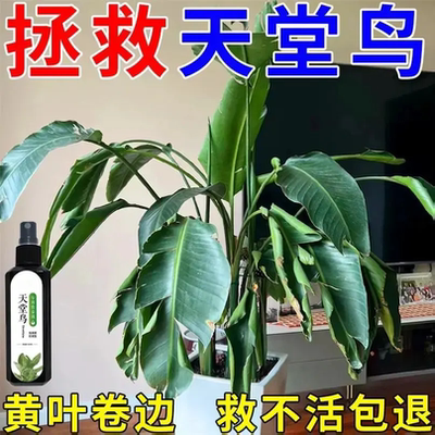 急救】天堂鸟专用营养液防黄叶烂根卷边干枯一喷绿叶面复合有机肥