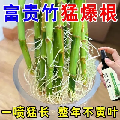 【一喷猛长】富贵竹营养液防黄叶烂根水培植物免稀释促生长新型肥