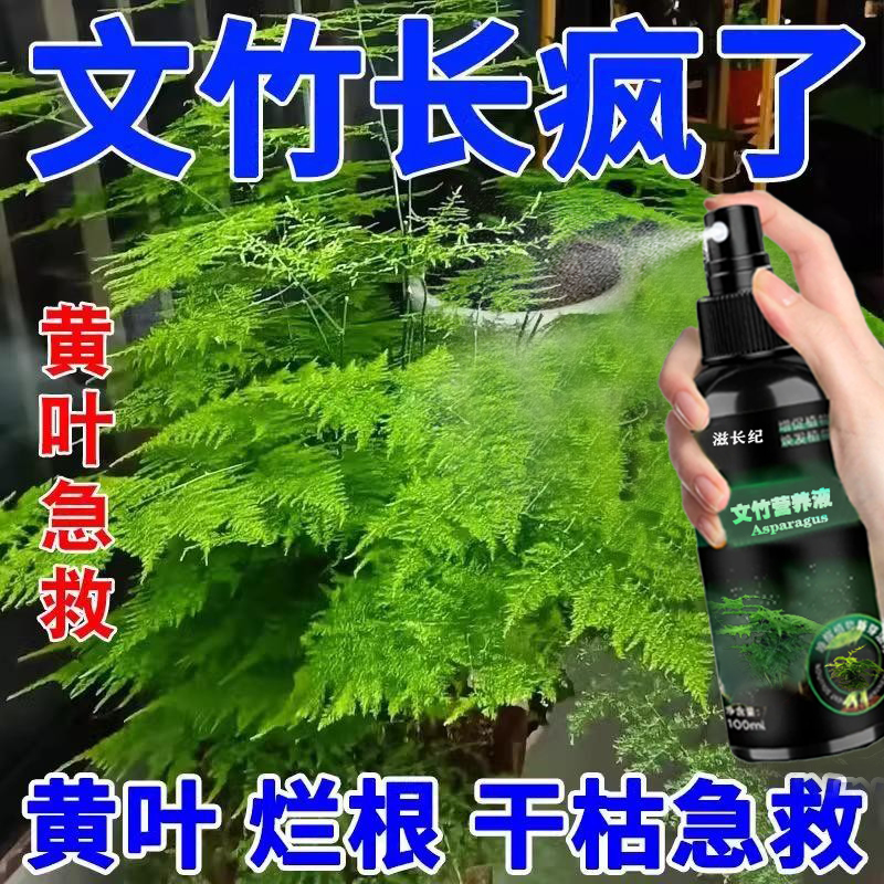 文竹专用营养液治叶子发黄枯瘦干尖烂根落叶促生长免稀释营养液