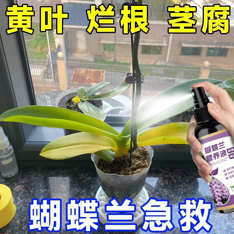 蝴蝶兰植物营养液催花苞促生长爆花专治叶片黄不开花免稀释专用肥