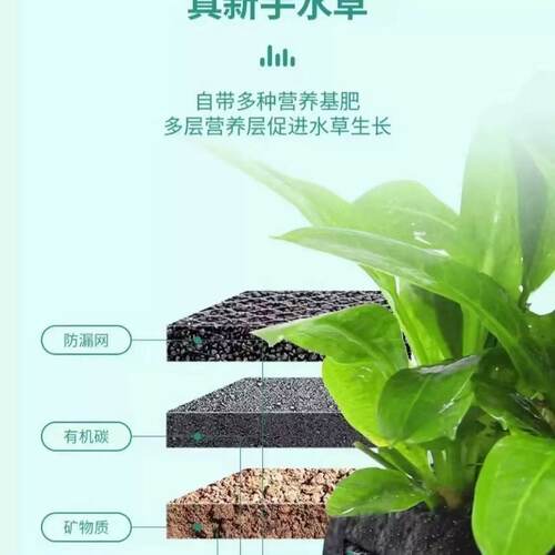 鱼缸迷你珍珠坨草造景增