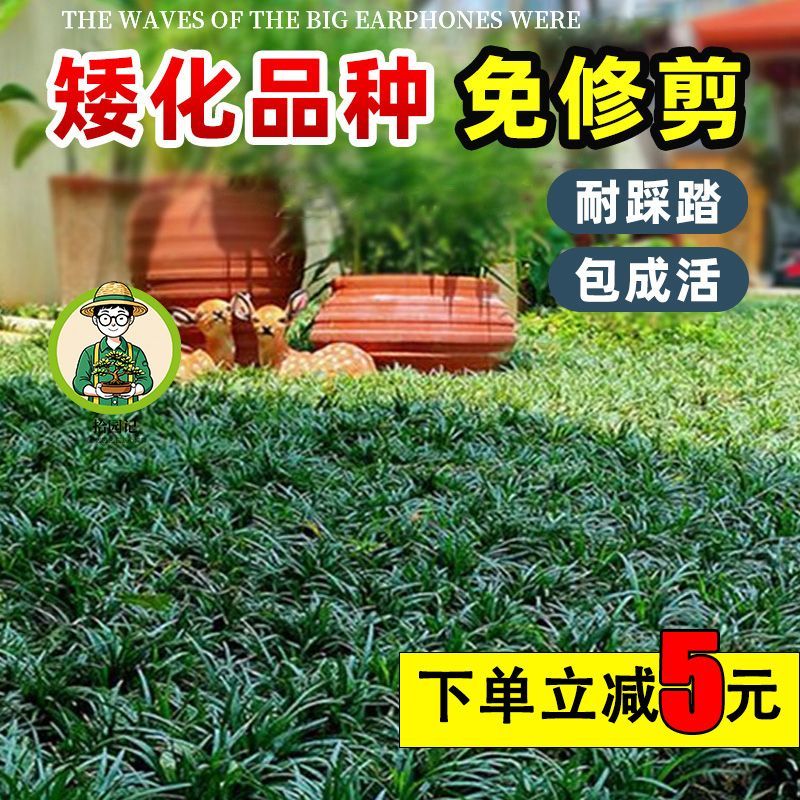 日本矮麦冬玉龙草佛甲草图片