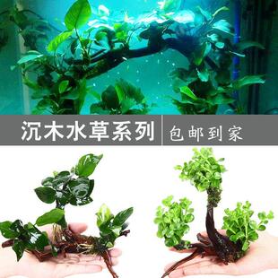 鱼缸水草造景水草活体淡水体植物水榕无土净化水质懒人水草增氧草