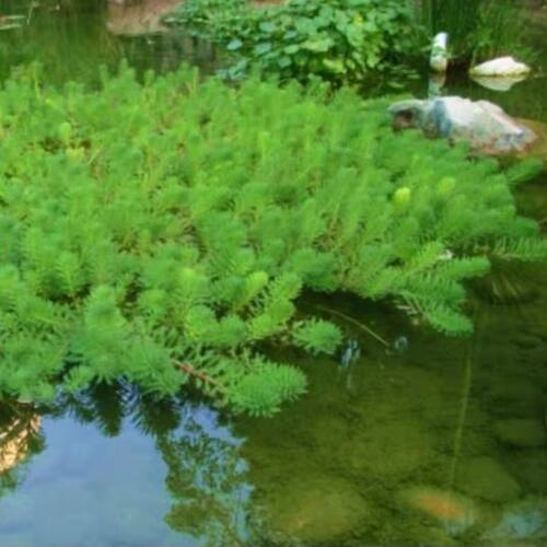 粉绿狐尾藻大聚藻浮水草