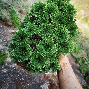 九死还魂草不死草岩柏假山盆栽还阳草卷柏密罗木凤凰草遇水就活