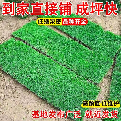 草皮真草坪带泥土别墅庭