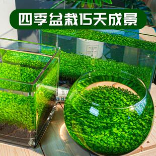 水草种子水草泥沙桌面鱼缸造景底砂不粉化陶粒过滤养鱼懒人水草缸