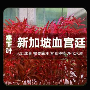 新加坡血红宫廷鱼缸造景水下叶屠戮宫廷绿宫廷鱼缸增氧中后景水草