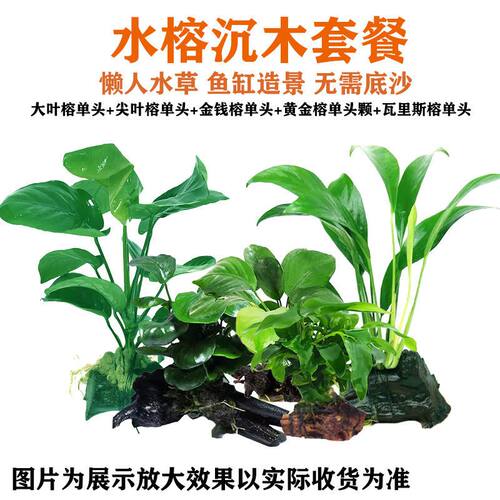 懒人鱼缸真草套餐水榕沉