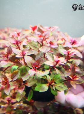 海派经典活体水草中后景