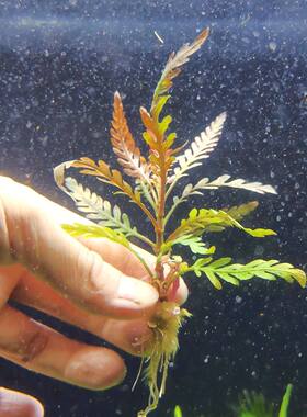 雨裂新手植物蓑衣丹麦宫