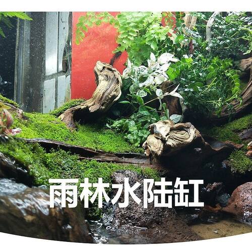苔藓微景观鲜活青苔植物