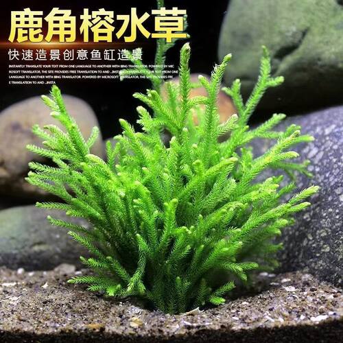大鹿角榕懒人水草植物淡