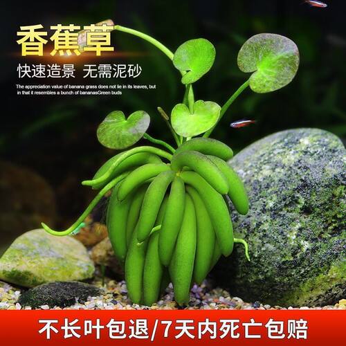 鱼缸水草香蕉阴性水中叶
