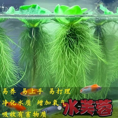 浮萍水草水芙蓉养鱼养龟