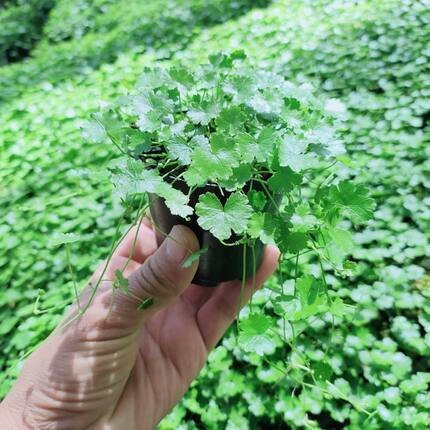 天胡荽水草天胡葵鲜活鱼缸前景草水下叶造景增氧新鲜正品水培
